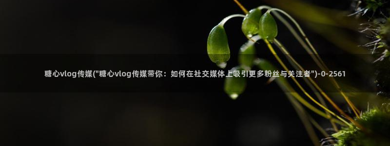 糖心vlog国际版